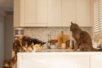 Two indoor cats sitting on kitchen counter waiting to be fed dinner