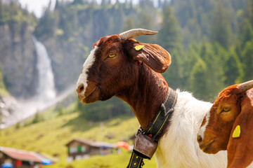 goat portrait on a alpine meadow in front of a waterfall, switzerland