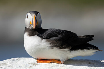 Close-up of a sitting puffin