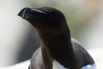 Closeup of a razorbill