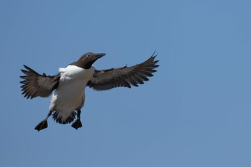 Obraz premium Common murre about to land