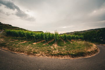 Fototapeta na wymiar An image of a vineyard scenery at Kaiserstuhl Germany near Vogtsburg