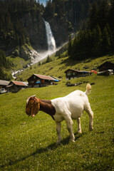 swiss goat on a alpine meadow in front of a waterfall