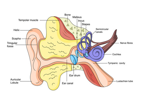 Human ear structure scheme medical vector illustration. Educational material