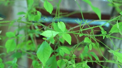 Aegle marmelos or Bael leaf at tree from different angle at day