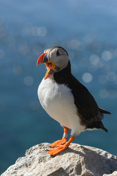 Screaming puffin