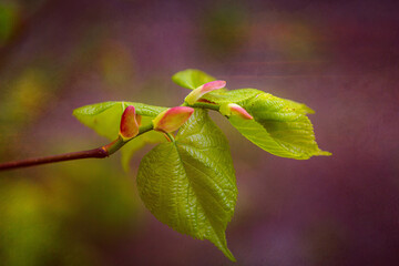 leaves on a branch