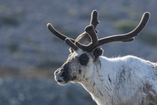 Reindeer closeup