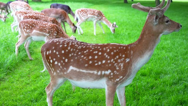 Static close up shot of a brown with white spots deer chewing while others eat grass in background. Phoenix Park, Dublin