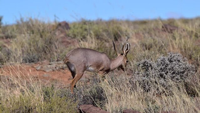 Steenbok (Raphicerus campestris) female walking on rocks feeding on shrubs. Slowmotion