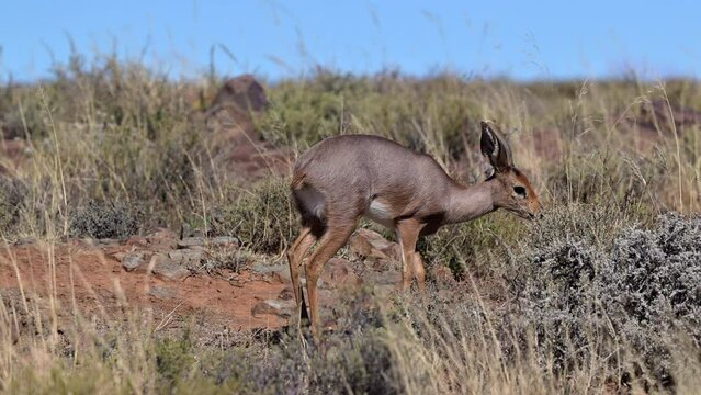Steenbok (Raphicerus campestris) female walking on rocks feeding on shrubs. Slowmotion