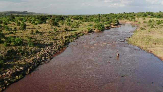 Aerial drone shot of Mara River Landscape Scenery and Giraffe Crossing in Masai Mara, Wildlife Safari Animal in Kenya, Africa with Beautiful African Nature of Trees, Lush Green Greenery Scene