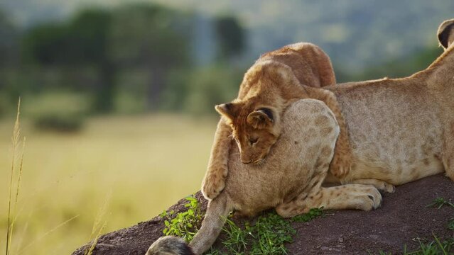 Slow Motion of Funny Animals, Cute Baby Lion Cub Playing with Lioness Mother in Africa in Masai Mara, Kenya, Pouncing on Tail on African Wildlife Safari, Animal Behaviour in Maasai Mara