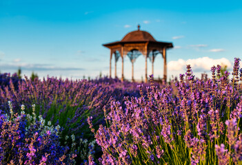 Landscape garden, violet lavender field at sunset - 623426545