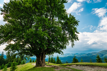 Tree with swing in mountains, summer idyllic landscape