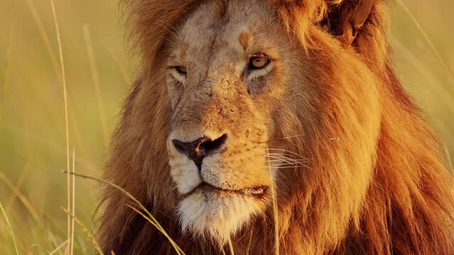 Male lion, Africa Wildlife Animal in Maasai Mara National Reserve in Kenya on African Safari, Close Up Portrait in Masai Mara, Beautiful Portrait with Big Mane in Morning Sun Light Sunrise Sunlight