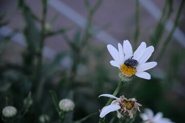 close-up photograph of daisies on a background of greenery in the garden dasy flovers with dark green leaves