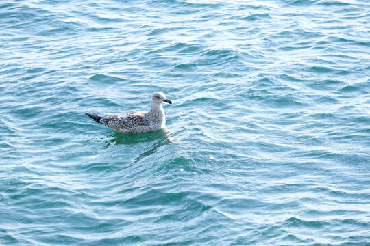 Seagull sitting on the water sea wallpaper background. 
