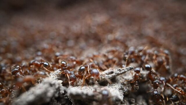Ants