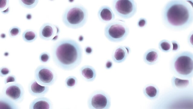 Microscopic human cells white background. Seamless loop 4k	