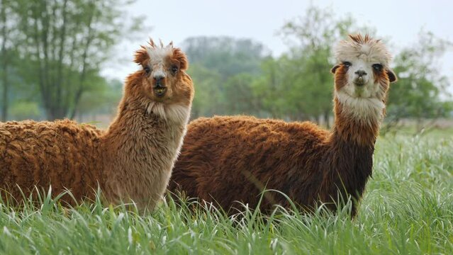 Two cute alpacas are resting on the grass