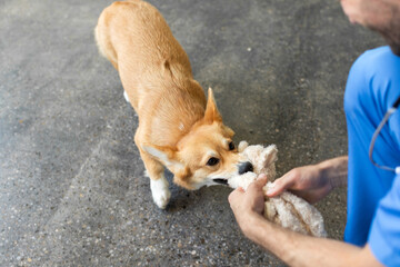 Cute pembroke welsh corgi dog biting and playing with his toy in clinic during checkup. Playful...