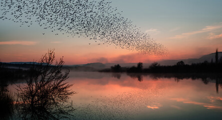 Silhouette of starling birds flying over the lake at amazing sunset