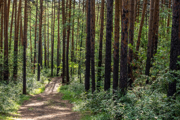 A path for walking through the green forest.