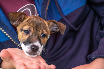 Jack Russell dog close-up.