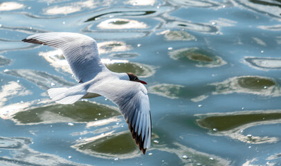 A seagull flies to us with sea waves in close-up.