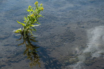 A green plant in the clear water of the lake.