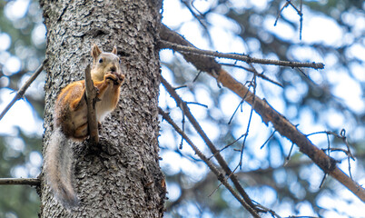 Obraz premium A squirrel sits on a tree branch and eats a nut.