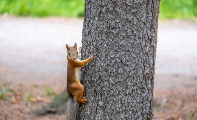 A squirrel sits on a tree trunk and looks into the camera.
