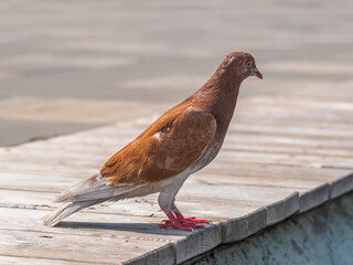 A red rock dove is standing on the deck