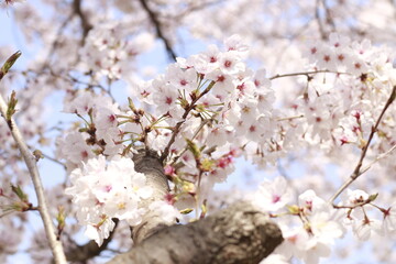 blossom in spring