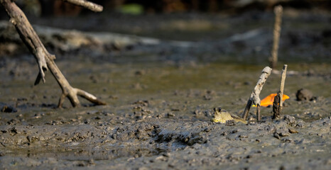 Mudskipper on mud in a serene mangrove swamp. Biodiverse ecosystem. Coastal ecosystem. Biodiverse...