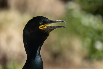 Hot cormorant