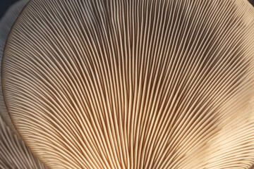 oyster mushroom texture of mushroom plates, close-up
