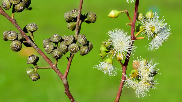 natural plants and flowers. Photos of eucalyptus tree flowers and seeds.