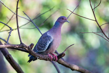 Wild dove known as 