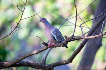 Wild dove known as 