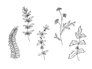 Twigs of herbs and plants handdrawn in the style of doodles