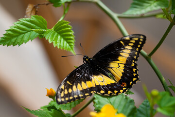 Danaidae butterfly resting on a green leaf