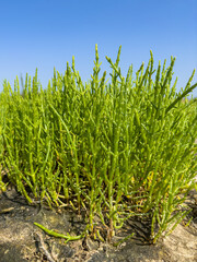 Green samphire or salicornia plants in sand at the seashore.