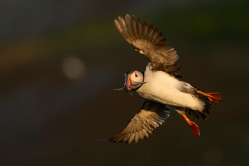 Puffin (Fratercula arctica) landing with small fish in its beak to feed its chick on Skomer Island off the coast of Pembrokeshire in Wales, United Kingdom