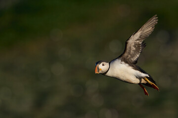 Puffin (Fratercula arctica) in flight along the coast of Skomer Island off the coast of Pembrokeshire in Wales, United Kingdom