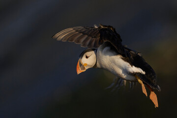 Puffin (Fratercula arctica) in flight along the coast of Skomer Island off the coast of Pembrokeshire in Wales, United Kingdom