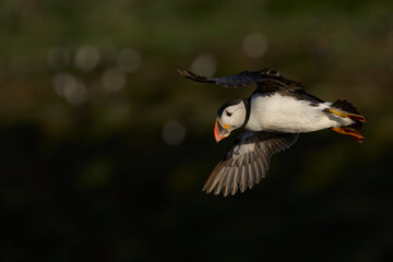 Puffin (Fratercula arctica) in flight along the coast of Skomer Island off the coast of Pembrokeshire in Wales, United Kingdom
