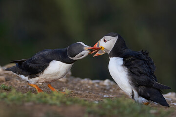 Atlantic puffin (Fratercula arctica) interacting on the cliffs of Skomer Island off the coast of Pembrokeshire in Wales, United Kingdom