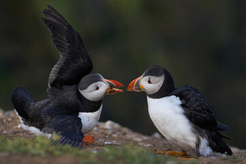 Atlantic puffin (Fratercula arctica) interacting on the cliffs of Skomer Island off the coast of Pembrokeshire in Wales, United Kingdom